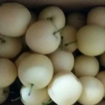 赵县皇冠梨大量开始下树价格便宜