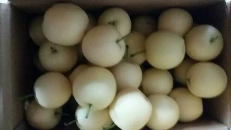 赵县皇冠梨大量开始下树价格便宜