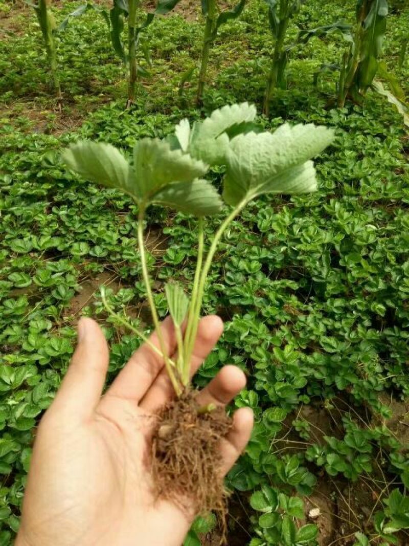 丰香草莓苗