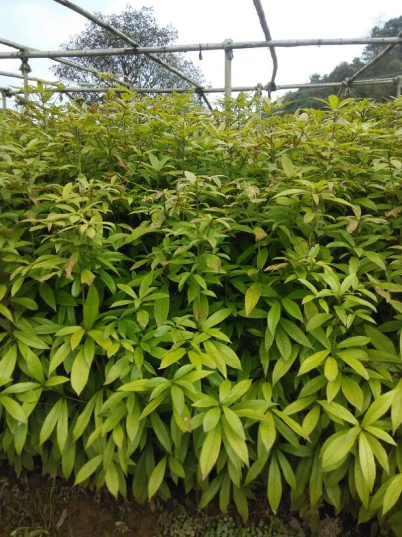 金丝楠木小苗，小叶桢楠价格，8-15cm移栽金丝楠木树价
