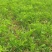 枣树苗活苗特大嫁接沾化冬枣果树苗南方北方盆栽地栽种植当年