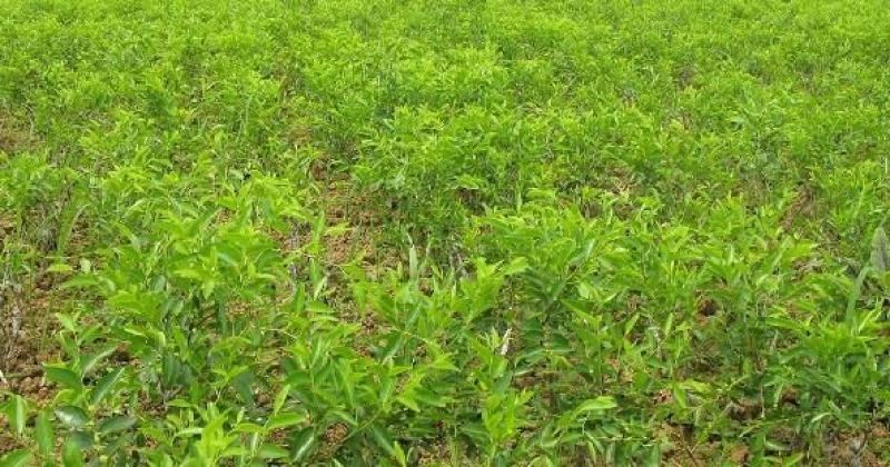 枣树苗活苗特大嫁接沾化冬枣果树苗南方北方盆栽地栽种植当年