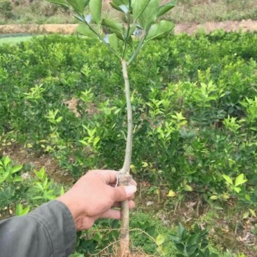 塔罗科血橙苗血色,甜度高,高产,全红品种,血红品种