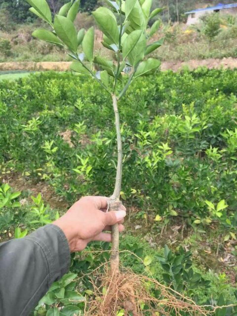 塔罗科血橙苗血色，甜度高，高产，全红品种，血红品种