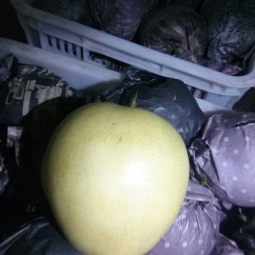 皇冠梨250~300g纸袋