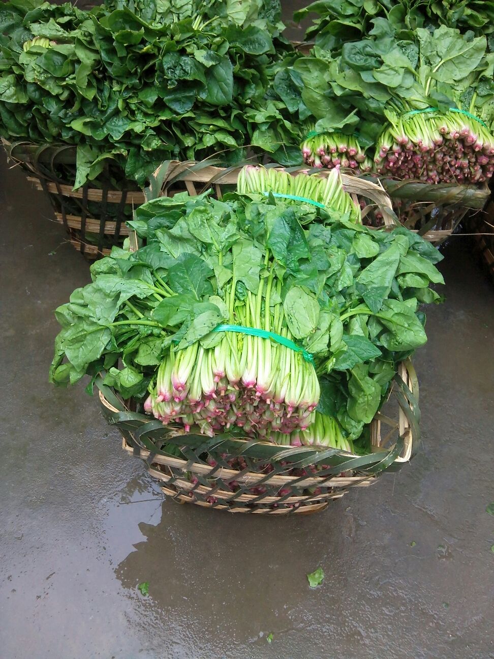 大叶菠菜四川成都郫县_批发_供应-一亩田农业