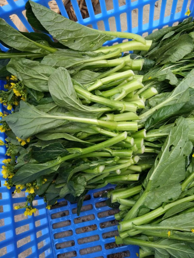 蔬菜