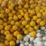 红金蜜，东方蜜，玉菇黄25系列，鲁厚甜，蜜露，库拉香瓜