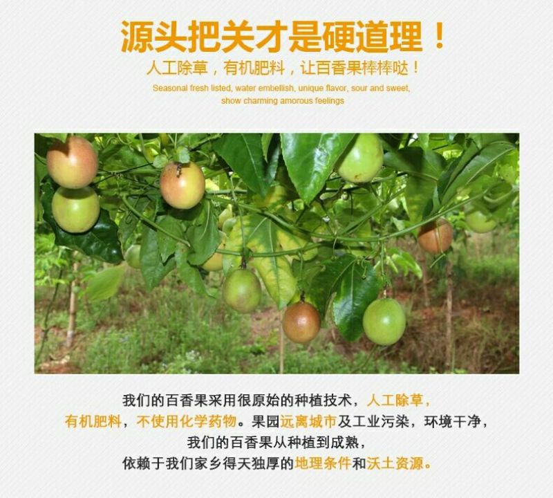 百香果黄果40~50g