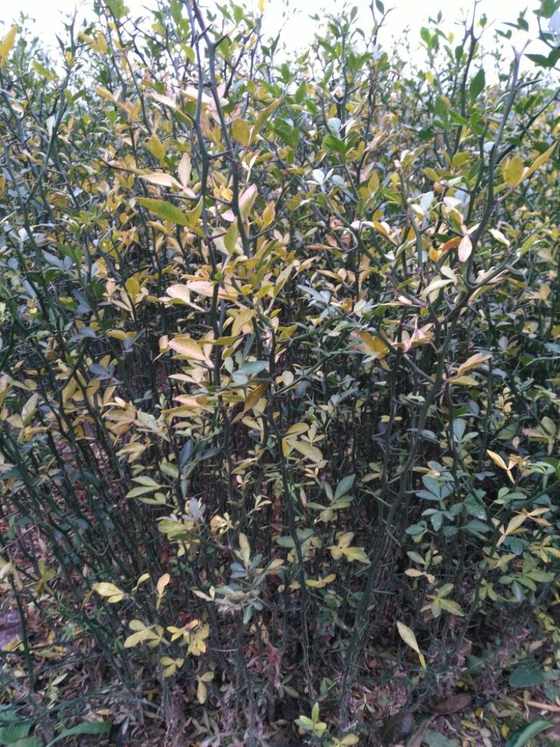 枸橘树51~80cm