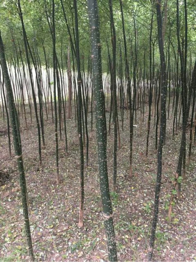 国槐6~8cm6~8cm1~2米