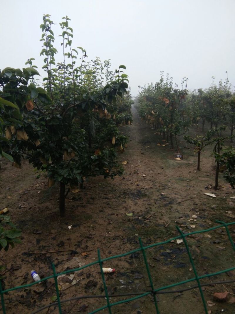 晚秋黄梨300~350g纸箱