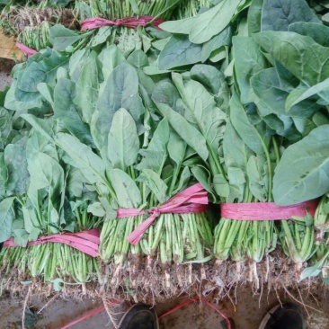 小叶菠菜25~30厘米
