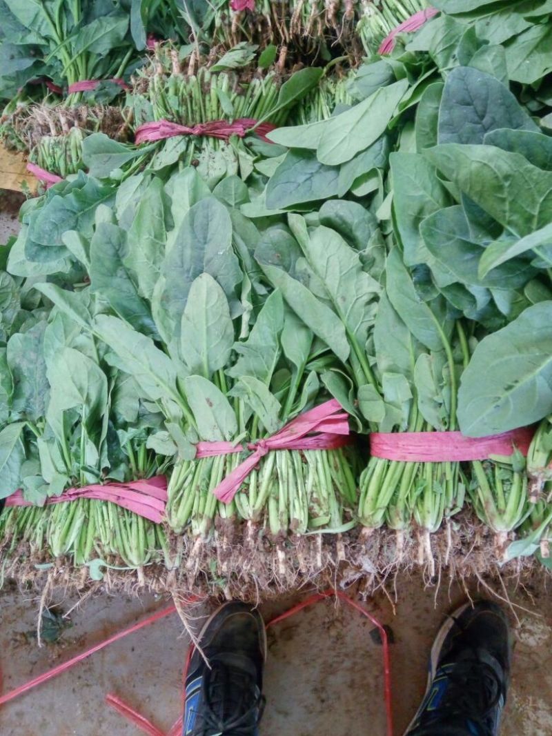 小叶菠菜25~30厘米