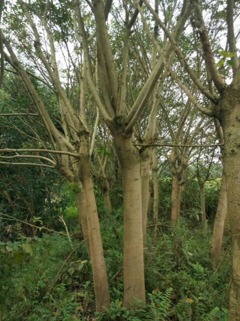 黄葛树10~30cm