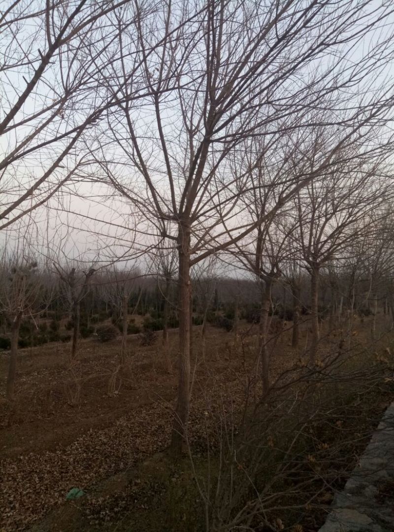 北京栾量大从优
