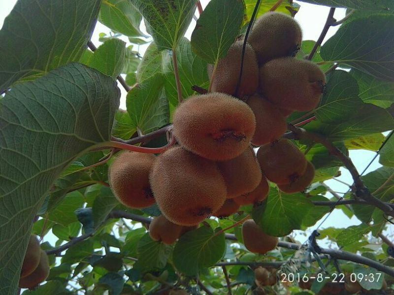 眉县太白山奇异(猕猴桃)