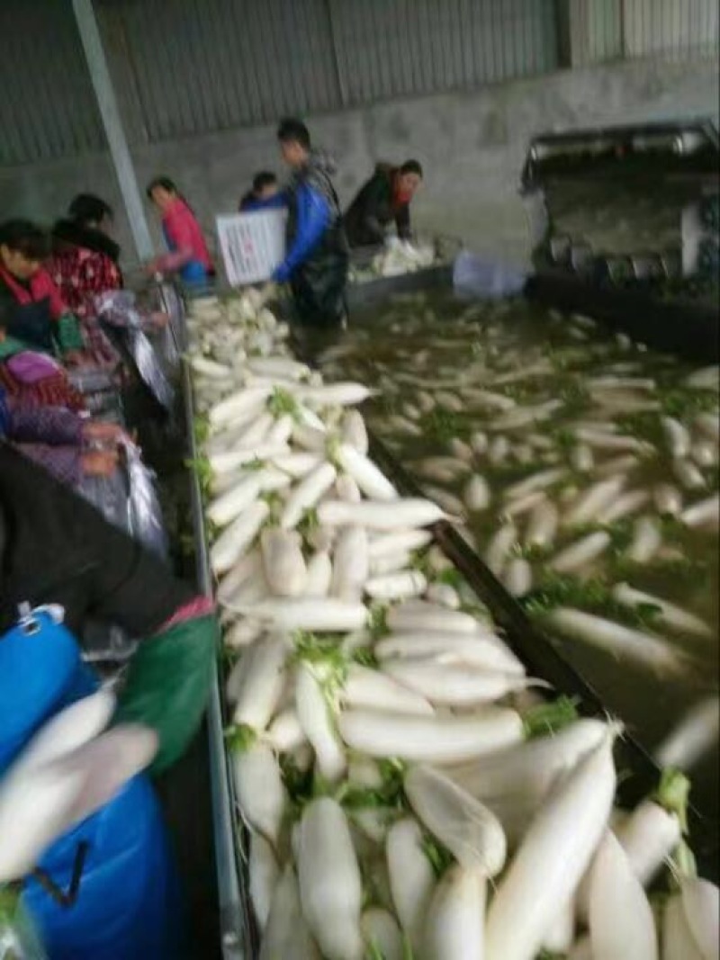 白萝卜
