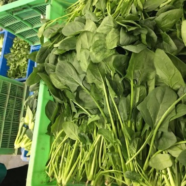 大叶菠菜