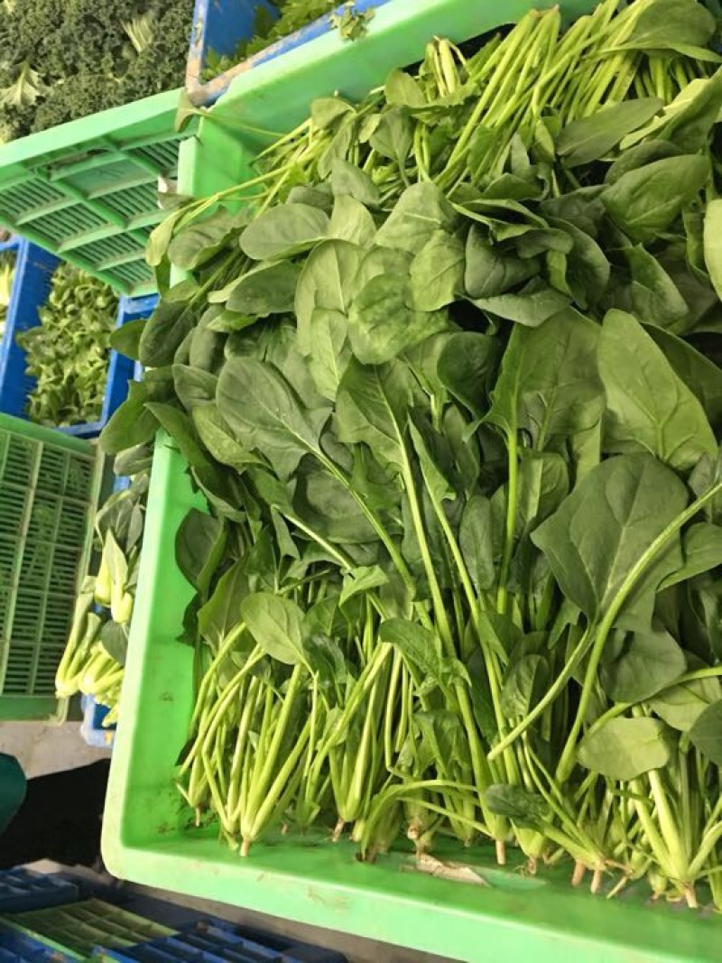 大叶菠菜