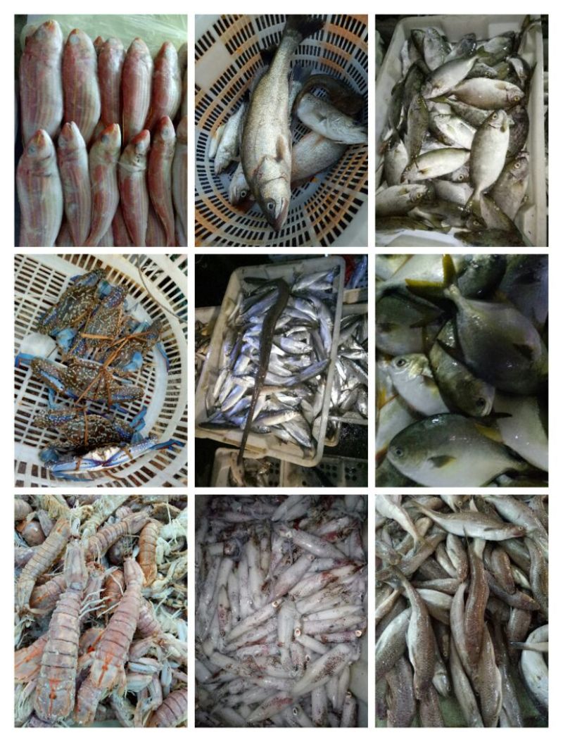 沙尖鱼野生