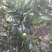 金花茶叶一级