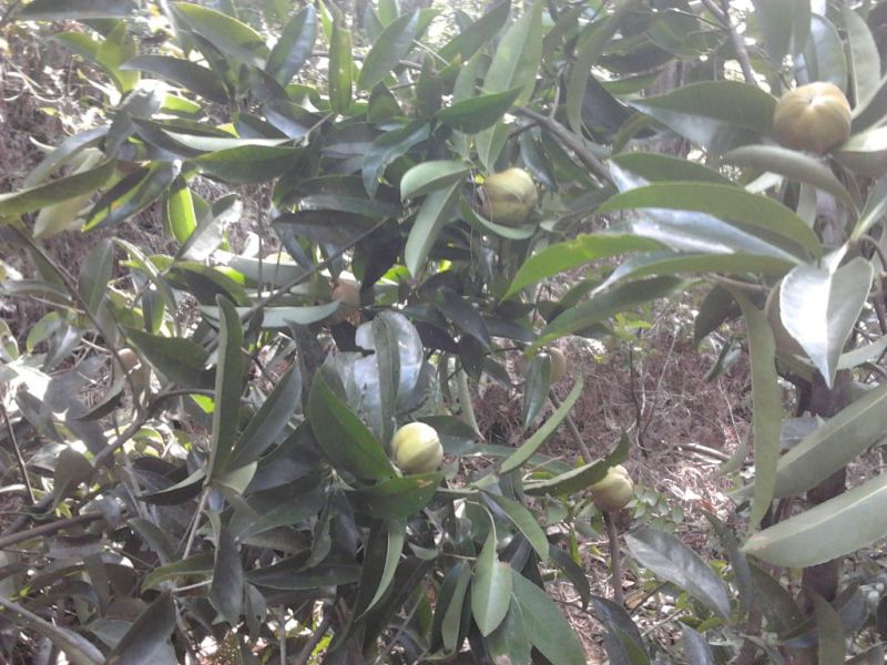 金花茶叶一级