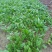 黑叶菠菜15~20厘米