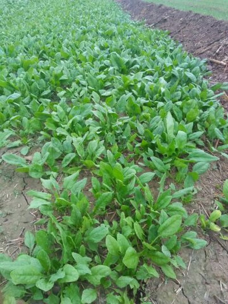 黑叶菠菜15~20厘米