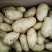 山东土豆批发基地荷兰十五土豆批发山东荷兰十五土豆
