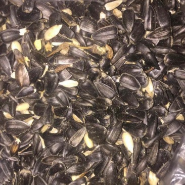 油菜籽1