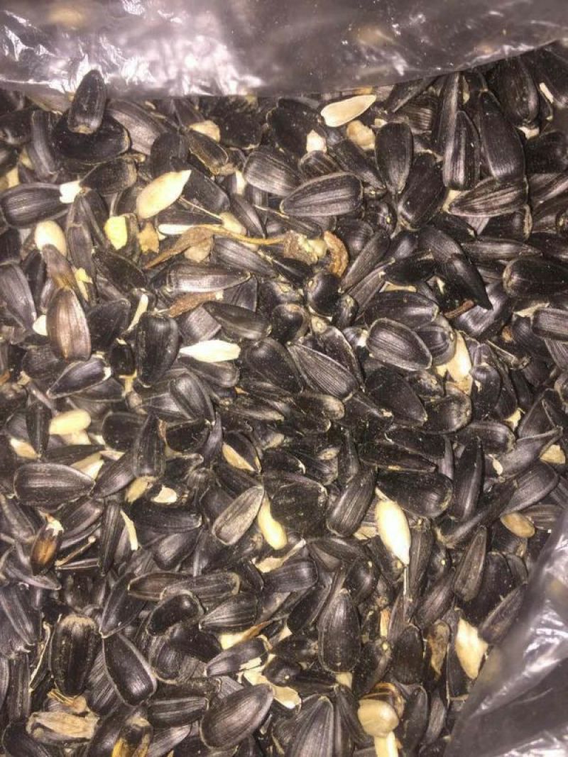 油菜籽1