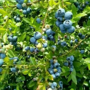 蓝莓鲜果4~6mm以上