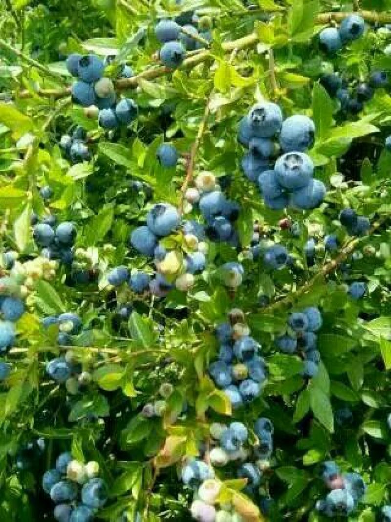 蓝莓鲜果4~6mm以上