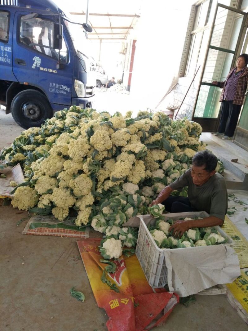 有机菜花青梗，米黄色，批发零售！可视频看货，可全国发