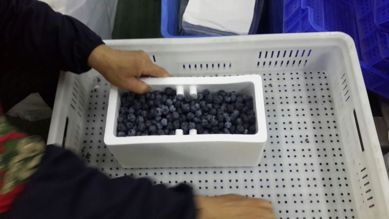 蓝莓4~6mm以上