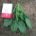 小叶菠菜15~20厘米