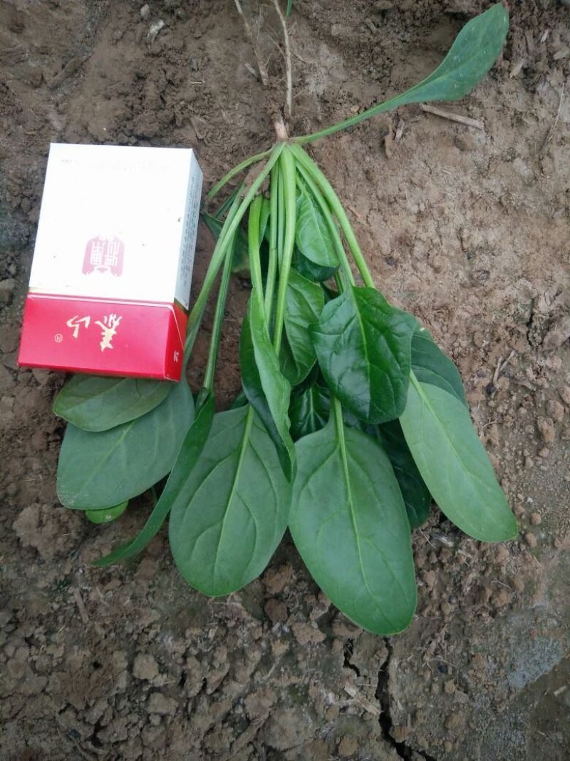 小叶菠菜15~20厘米