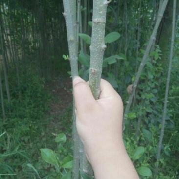 大叶女贞4cm以下