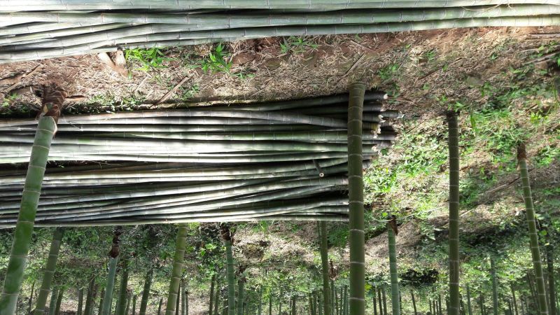楠竹6cm以上6米以上