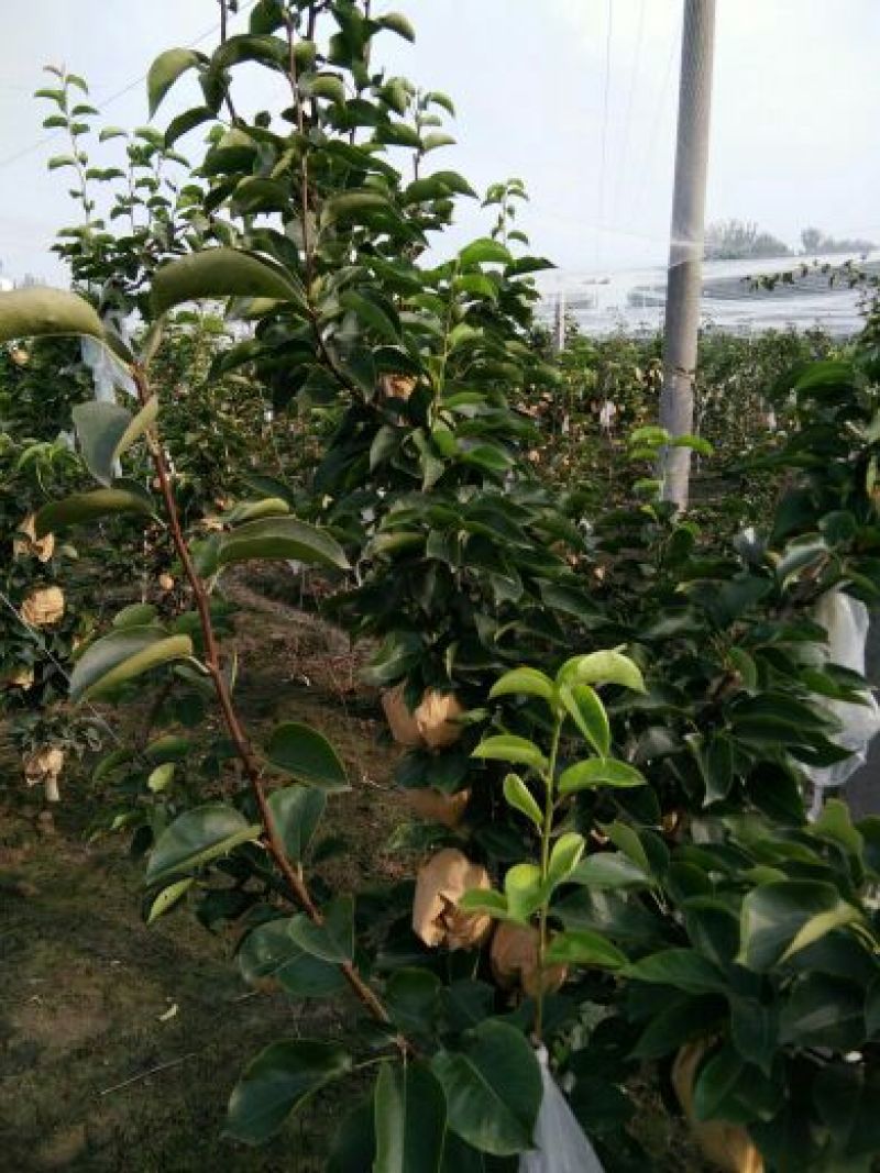 富硒梨600g以上纸加膜