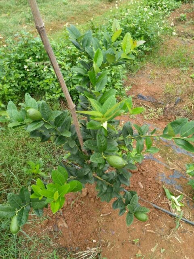 香水柠檬树苗30~50cm