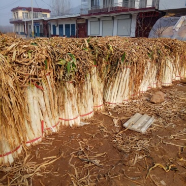 长白大葱40cm以上毛葱2cm左右