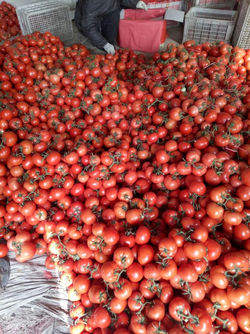 山东西红柿暖棚大红西红柿产地直销货源充足全国发货