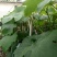 盆栽葡萄80~100cm