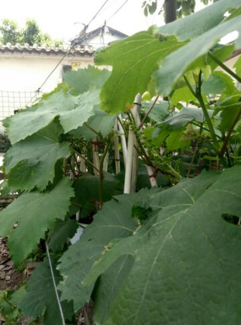 盆栽葡萄80~100cm