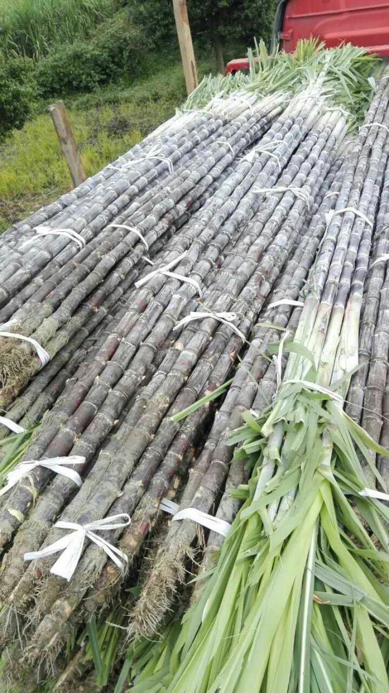 广西博白特产大量现货甘蔗果蔗5~6cm2.5~3米