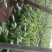 大叶菠菜30~35厘米