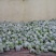 白花菜花1斤紧密乳白