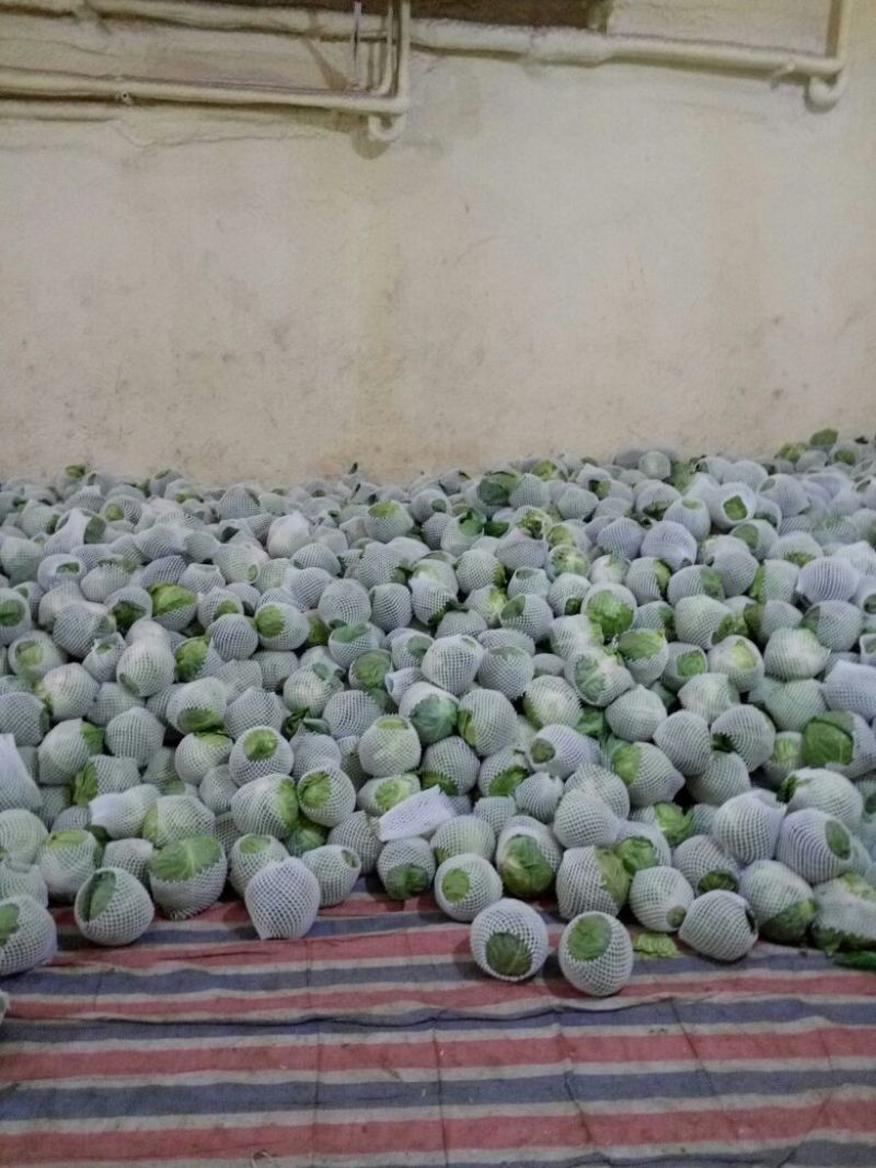 白花菜花1斤紧密乳白